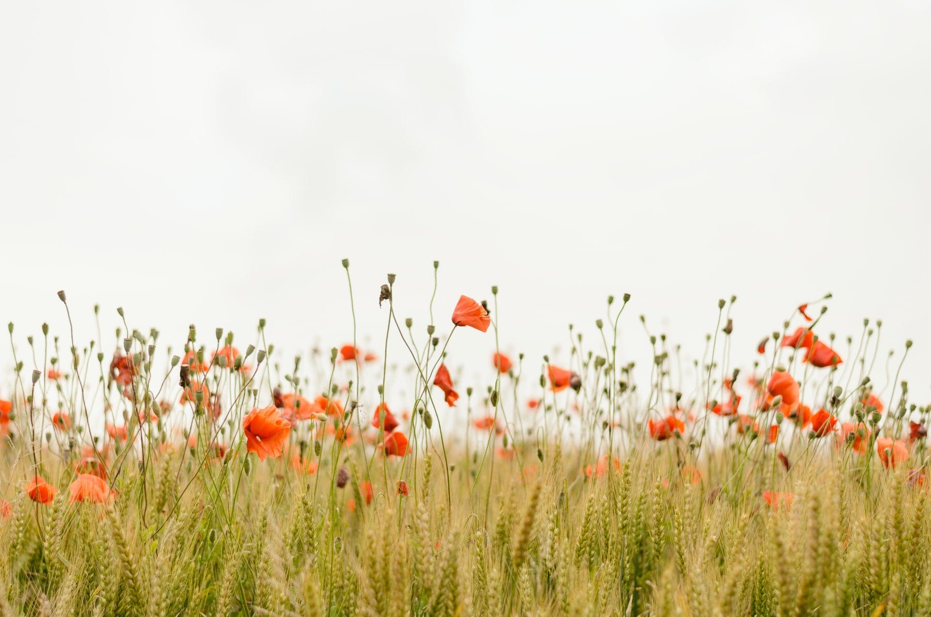 Mohnblumen Feld in der Nähe von Berlin
