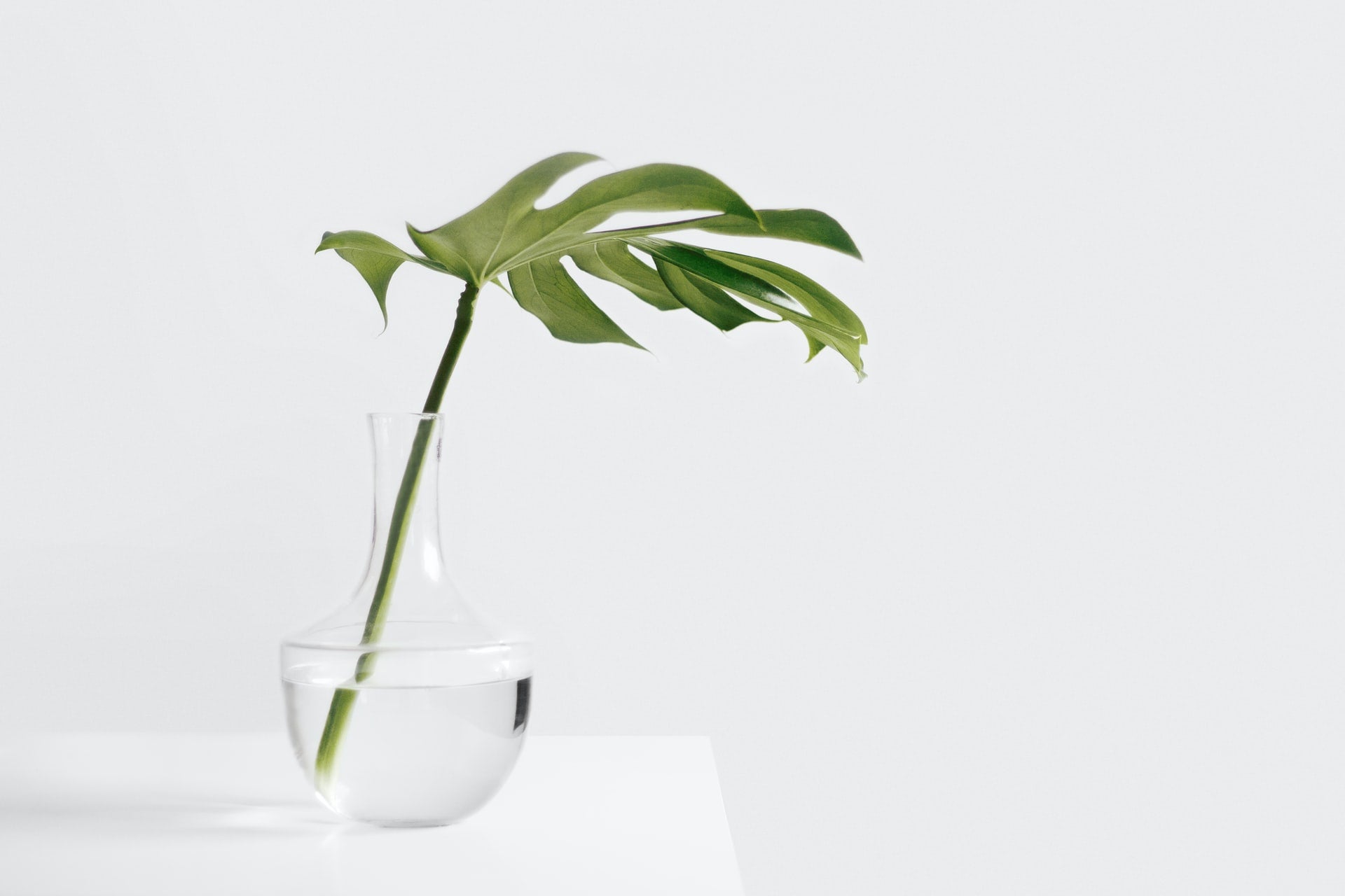 Monstera Pflanze auf weißem Sideboard im Studio von Oh Bracelet Berlin